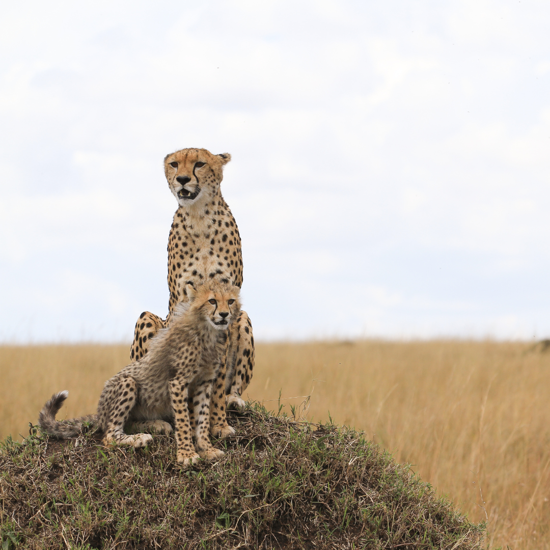 3.-Naturaleza.-Masai-Mara-Game-reserve