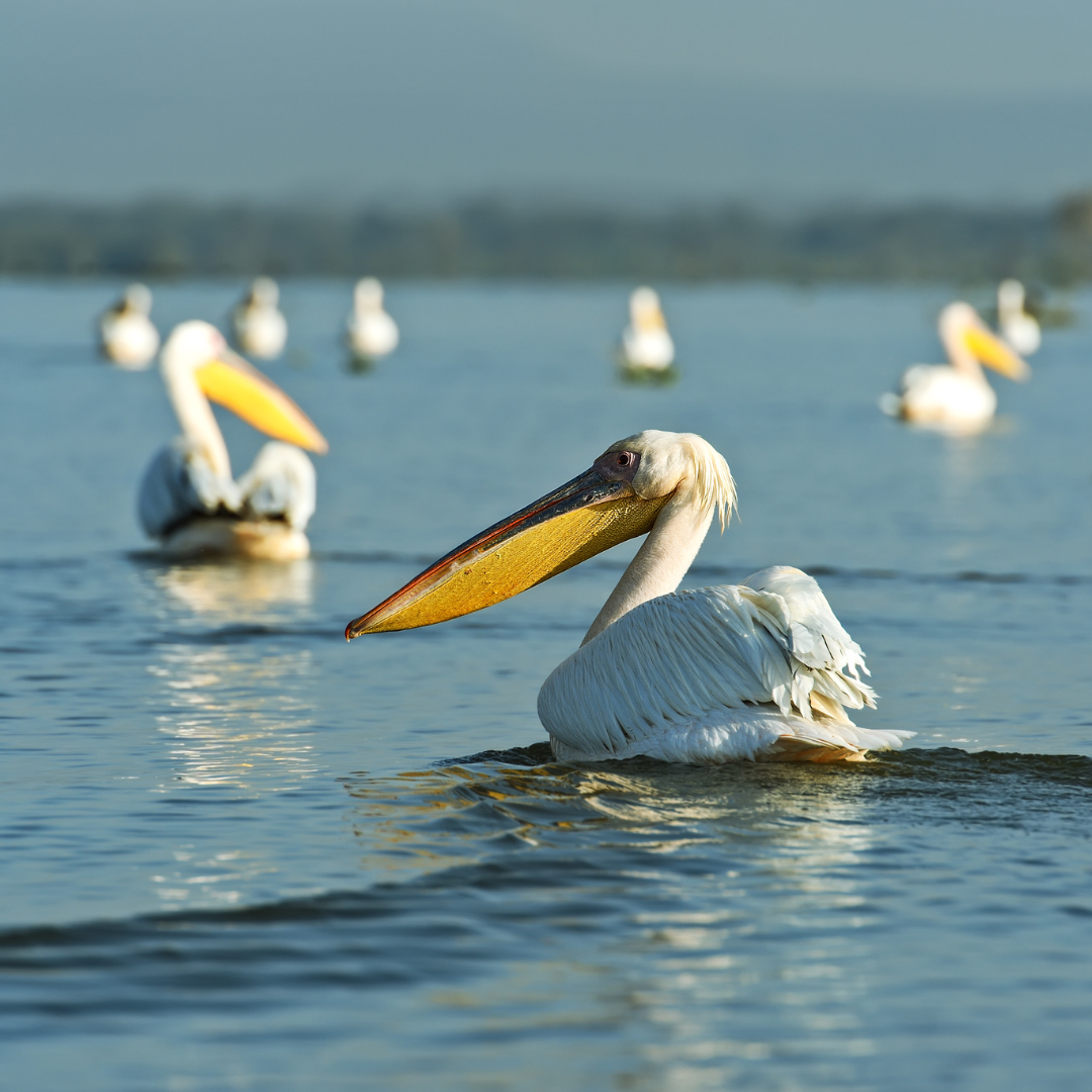 Lago-Naivasha