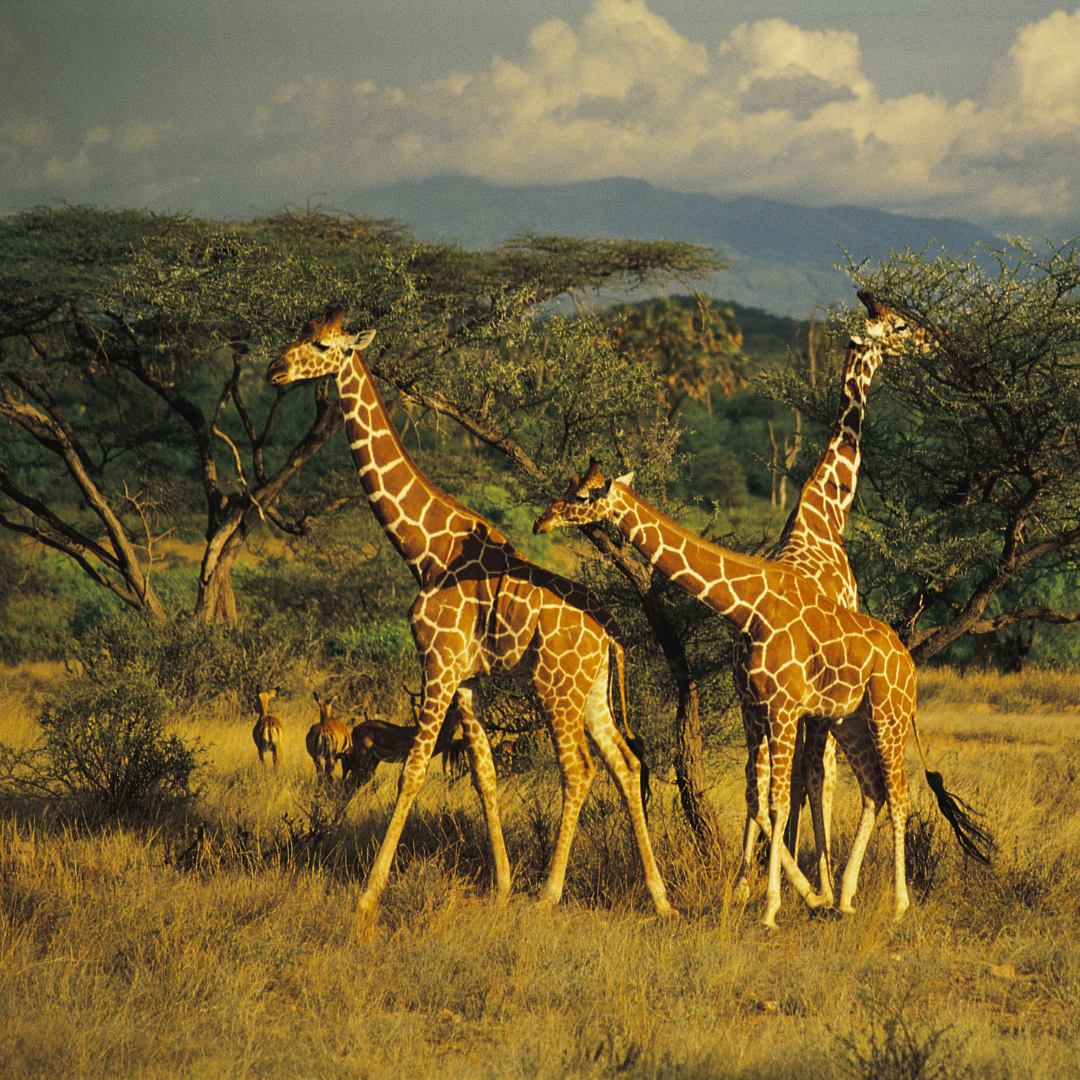 Samburu-National-Park-bateria